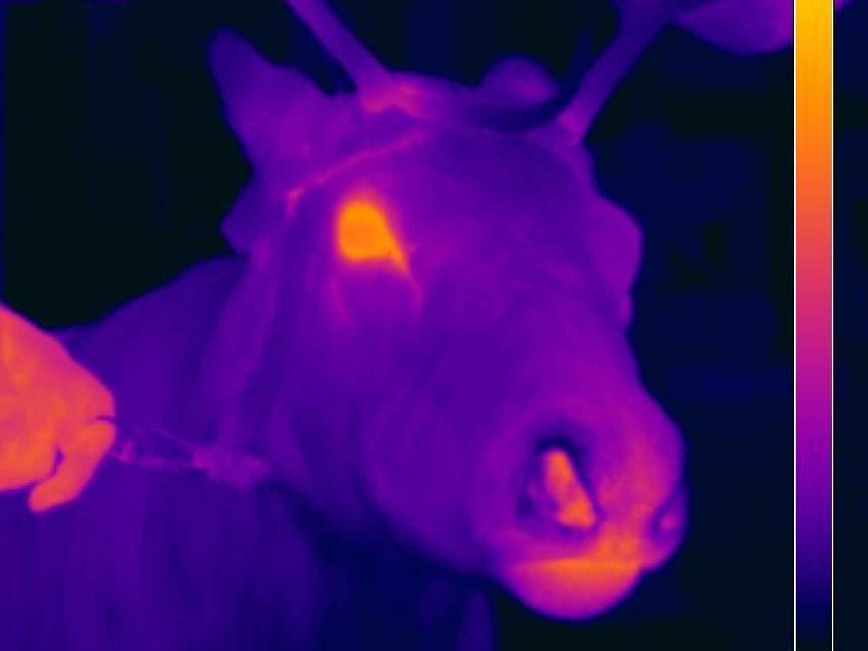 Un reno con cámara térmica.
