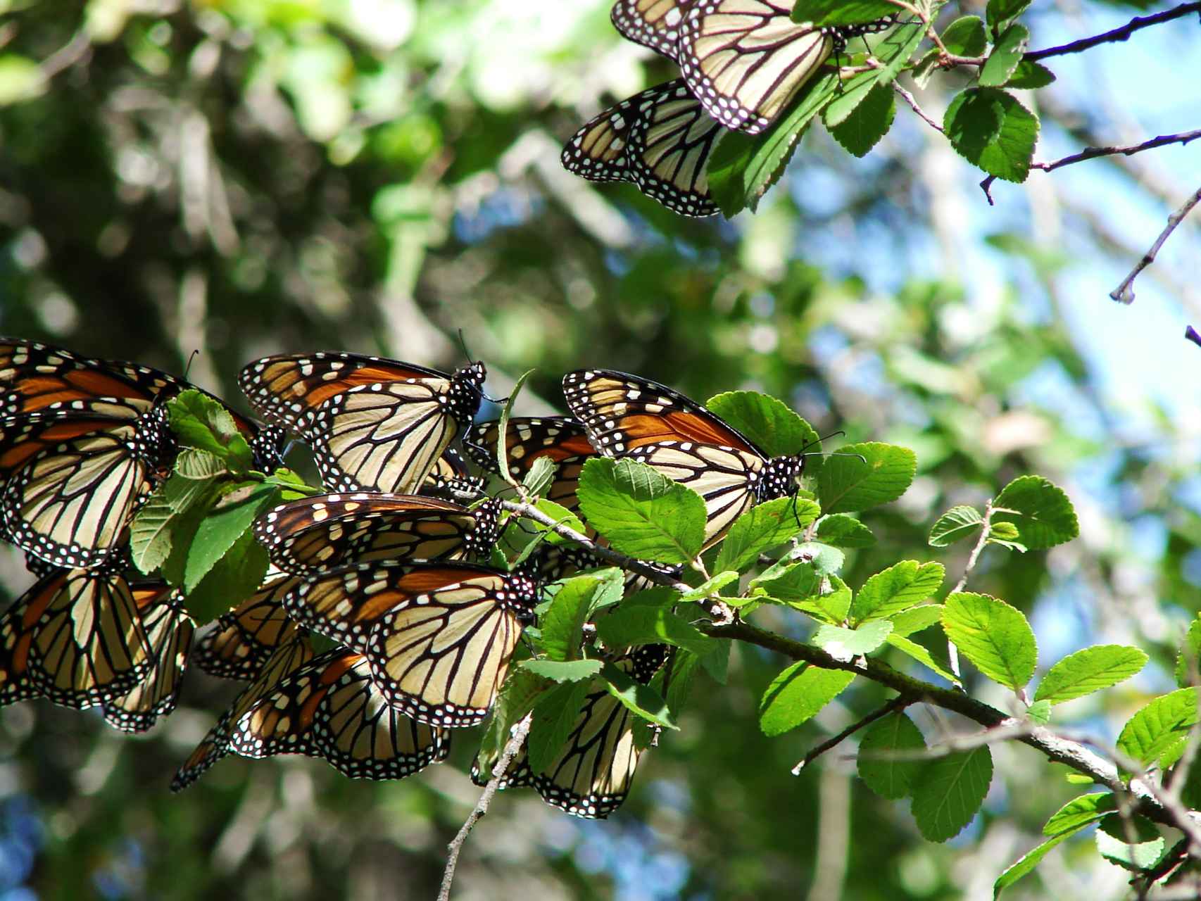 Mariposas Monarca en su retiro invernal.