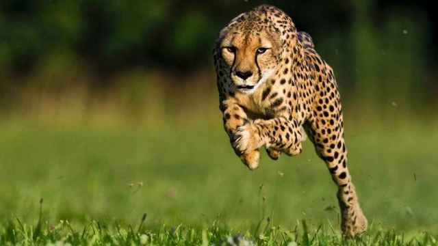 extinción del guepardo