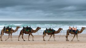 Los camellos antes de transportar a los Reyes Magos.