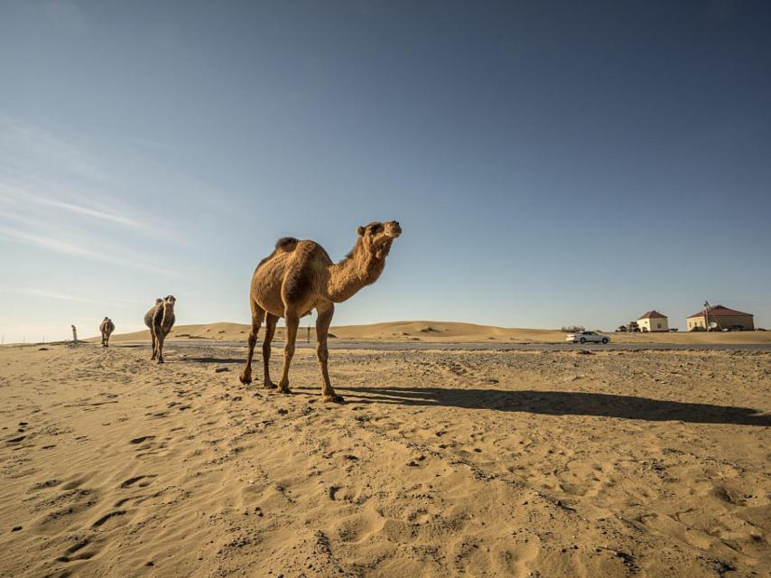 Unos camellos recorren en fila la provincia de Ahal, en Turkmenistán.
