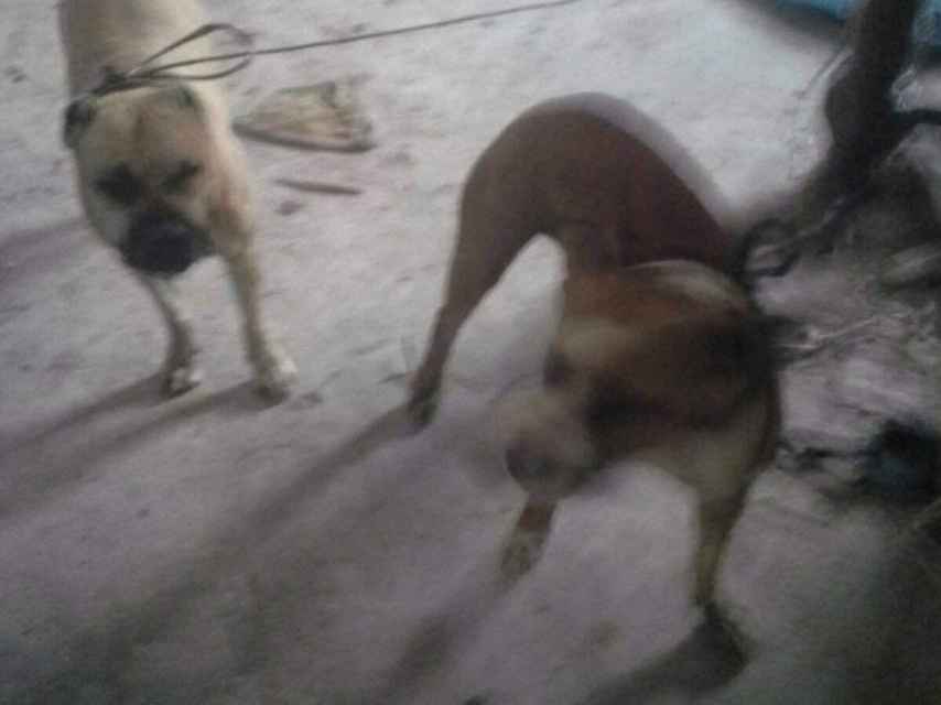 Los dos perros que provocaron la matanza son de raza American Stattfordshire Terrier