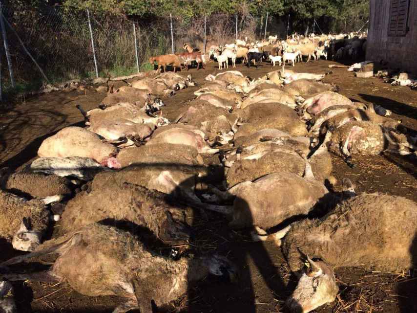 Un centenar de ovejas y cabras muertas se apilan en una finca de Matadepera