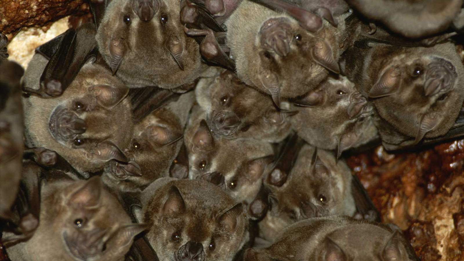 murcielagos_vampiro_colonia
