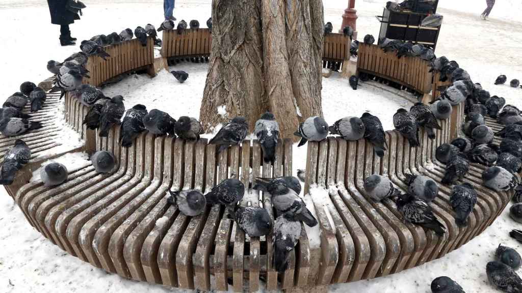 Un árbol rodeado de palomas