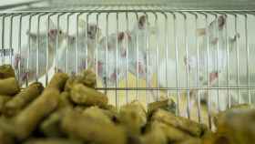 Se levanta el veto al transporte aéreo a Canarias de animales de laboratorio