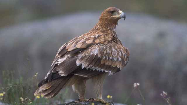 Imagen de archivo de un águila imperial.