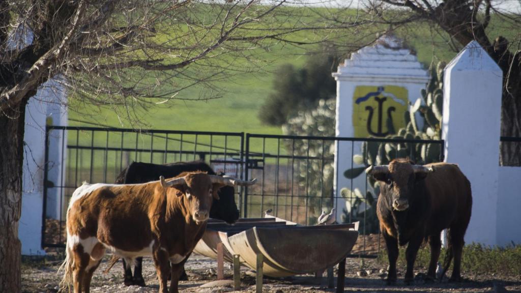 Ejemplares de la ganadería Benítez-Cubero en su finca de 'Los Ojuelos'.