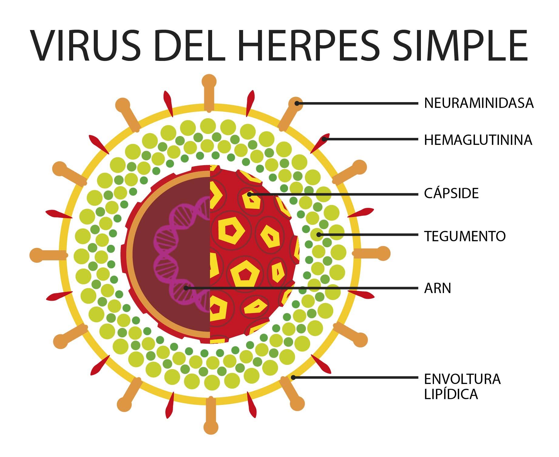 Herpes simplex virus i ii