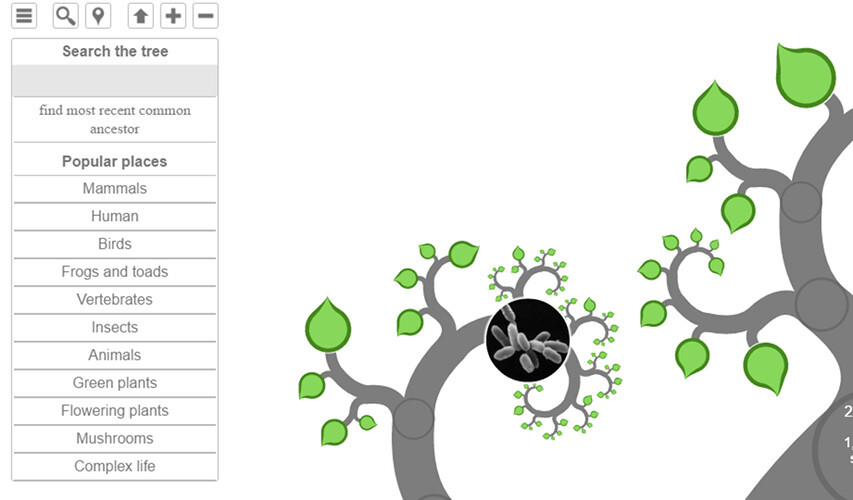 arbol vida 5