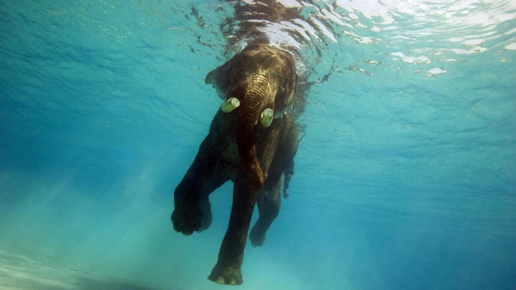 El elefante Rajan nadando en la bahí de Bengala, India.