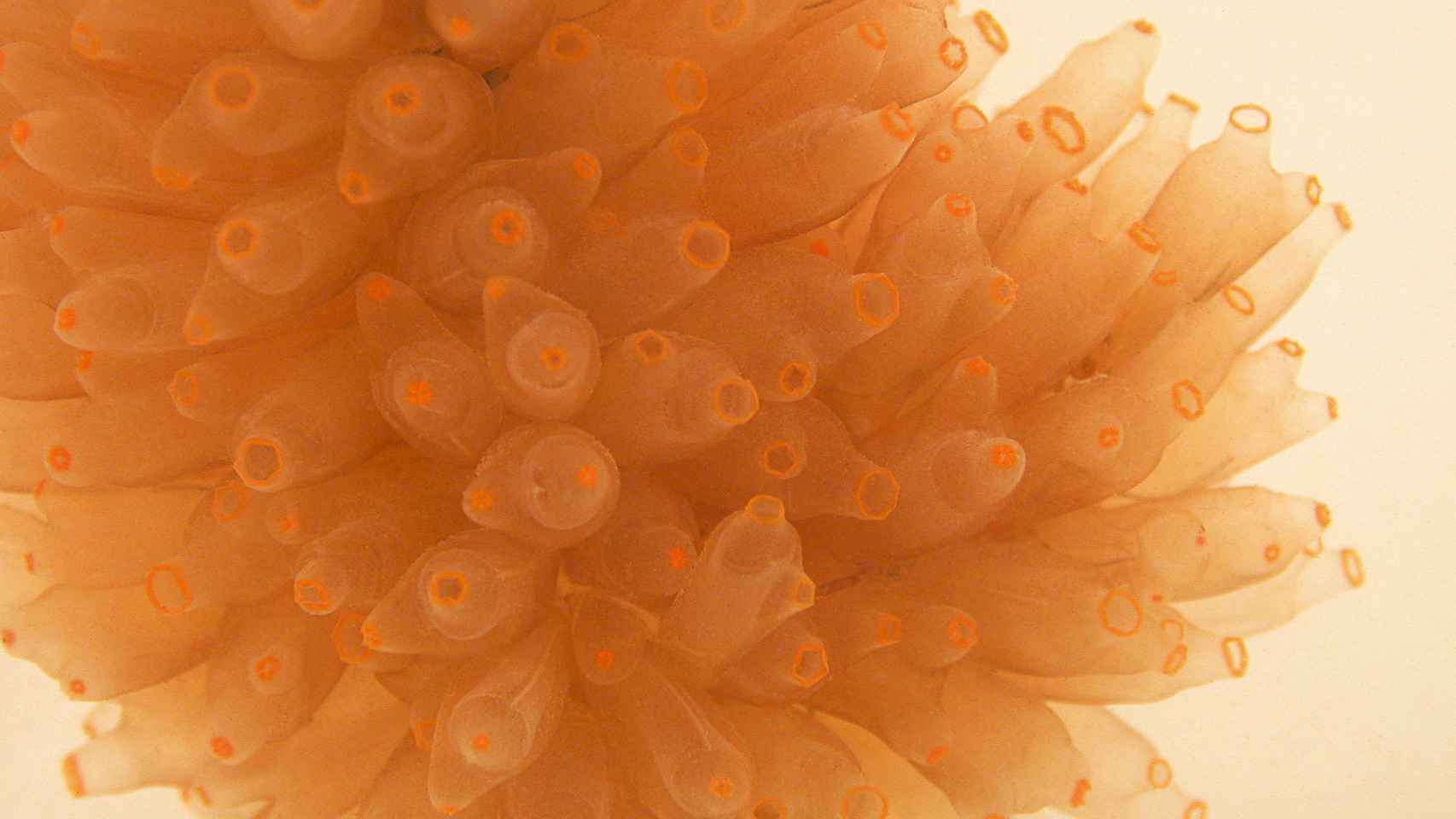 Imagen microscópica del Yondelis.