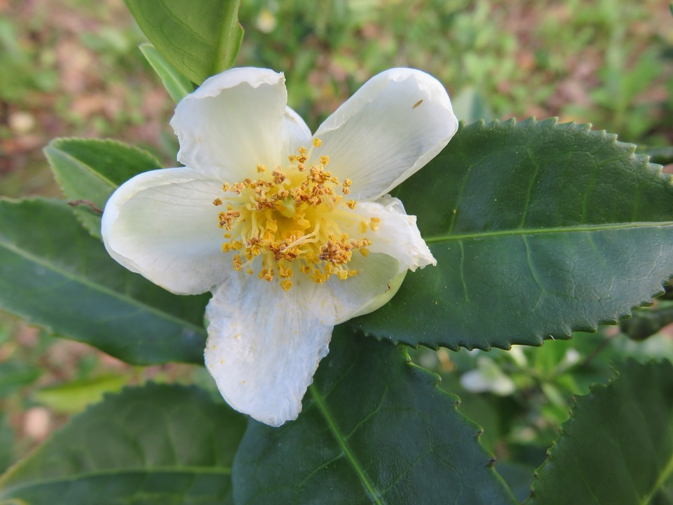 hoja de te blanco