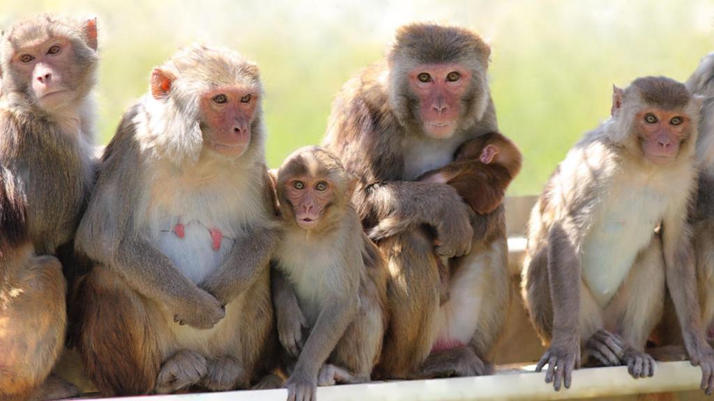 Grupo de macacos rhesus en el centro californiano.