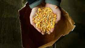Moves To Grow GM Crops In Britain Rejected By British MPs