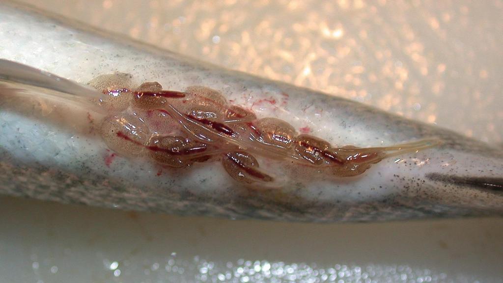 Piojos de mar en un salmón.