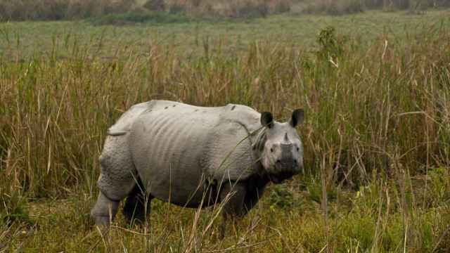 El aumento de la caza furtiva de rinocerontes indios les llevó a toma medidas excepcionales.