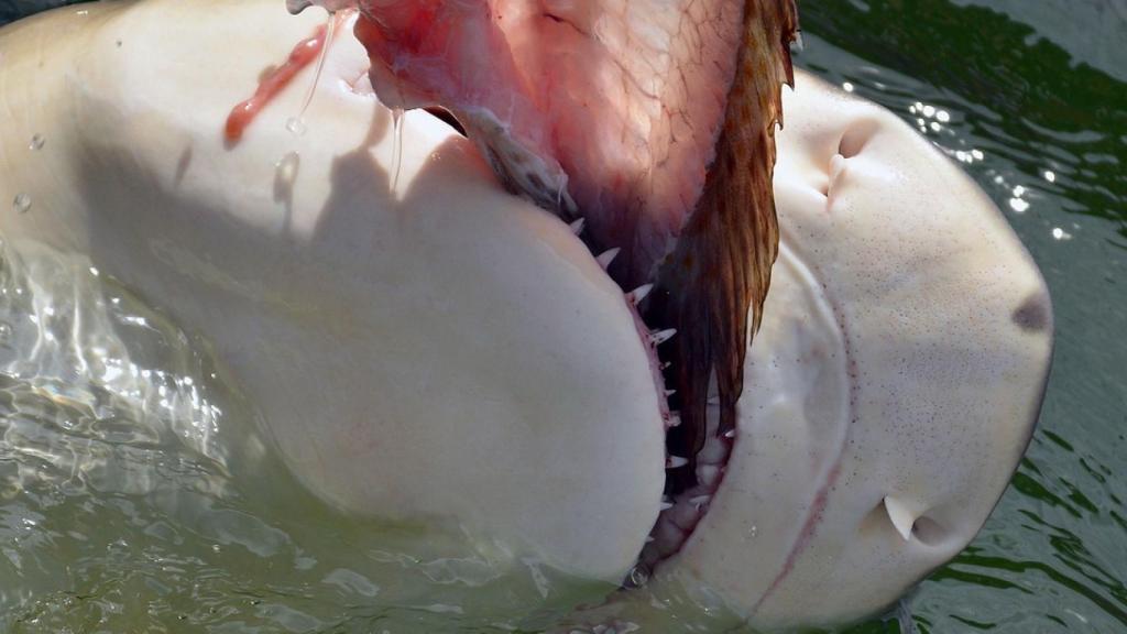 Un tiburón, a lo suyo.