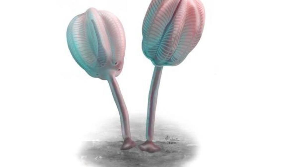 Reconstrucción del tulipán