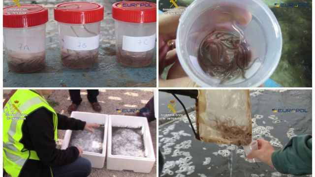 Desarticulan una red que exportó ilegalmente 10 toneladas de angulas de España a China