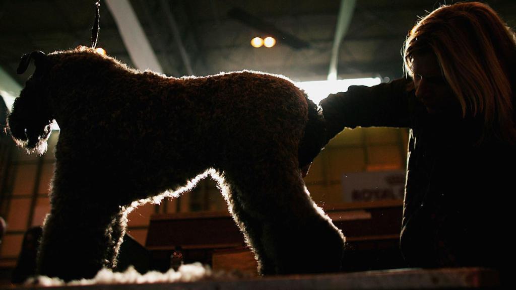 Un perro es preparado antes de competir en un concurso.