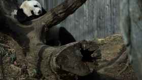 Un panda en el zoo de Washington.