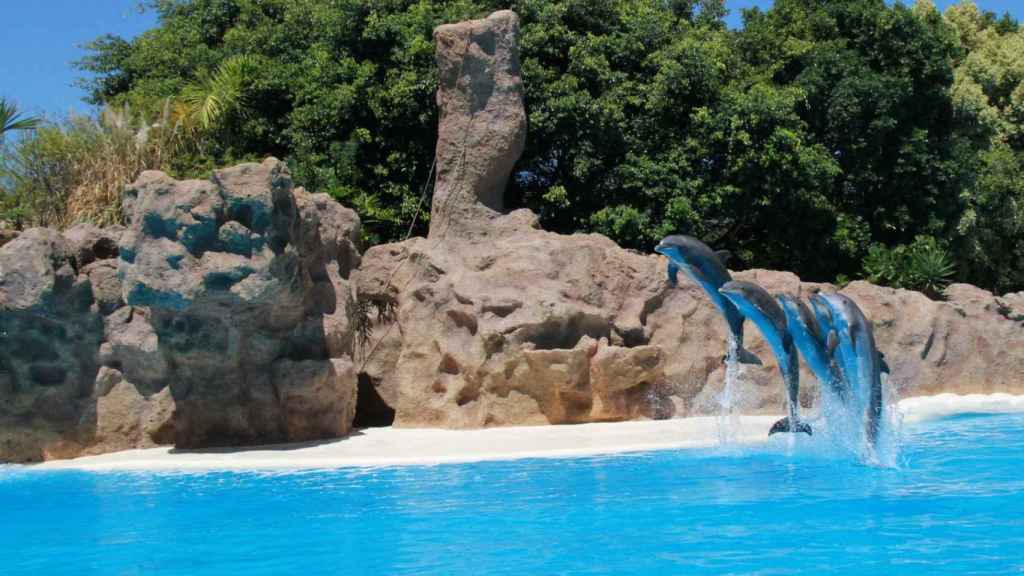 Delfines de Loro Parque en otro de sus saltos coordinados.