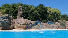 Grupo de delfines en Loro Parque.