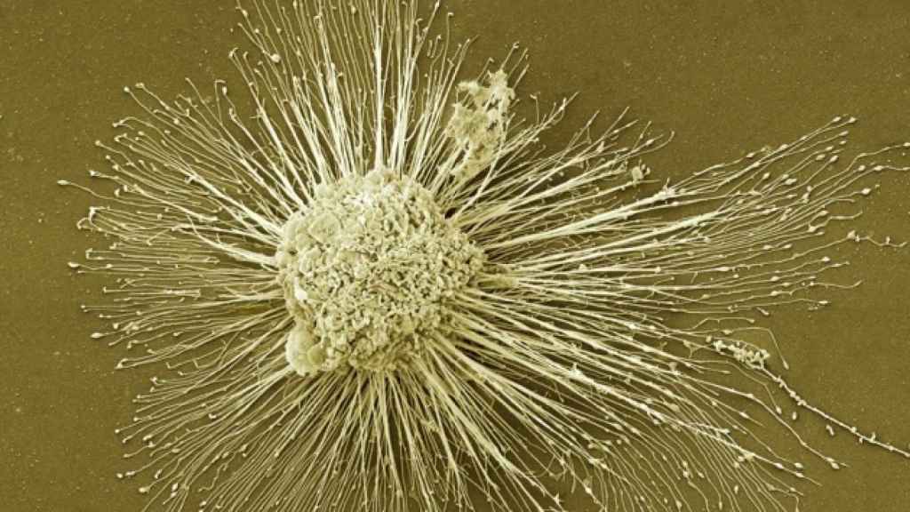 Las células madre se transforman en células retinoides.