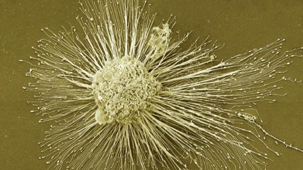 Las células madre se transformaron en células retinoides.