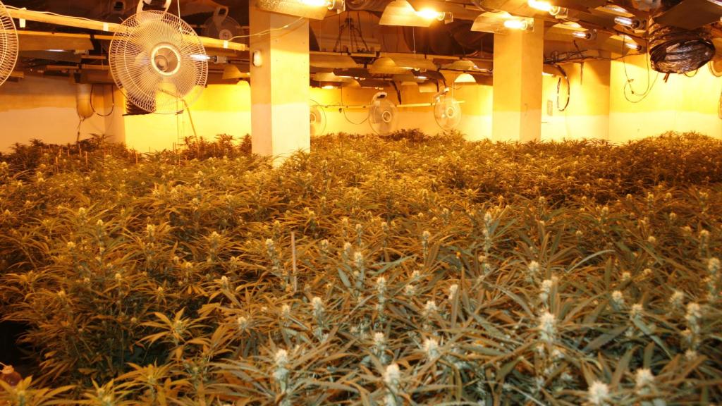 Los narcotraficantes utilizan ventiladores de aire en sus llamadas casas verdes.