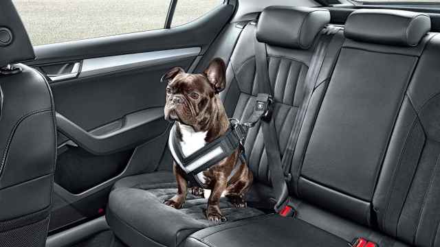 Viajar en coche con mascotas es posible si sabes cómo