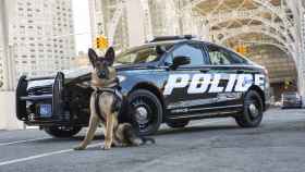 Ford presenta su primer coche de policía con tecnología híbrida