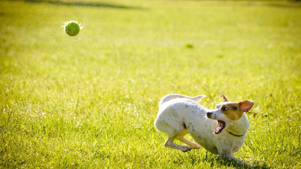 Les encanta perseguir una pelota.