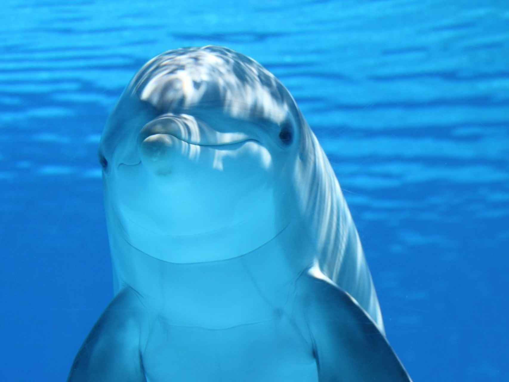 Los delfines son capaces de pensar sobre el futuro.