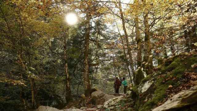 Varias personas pasean por la Selva de Irati, en Navarra, uno de los mayores hayedos de Europa.
