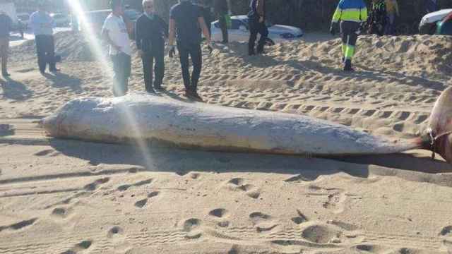 Aparece una ballena muerta en la playa de Mataró