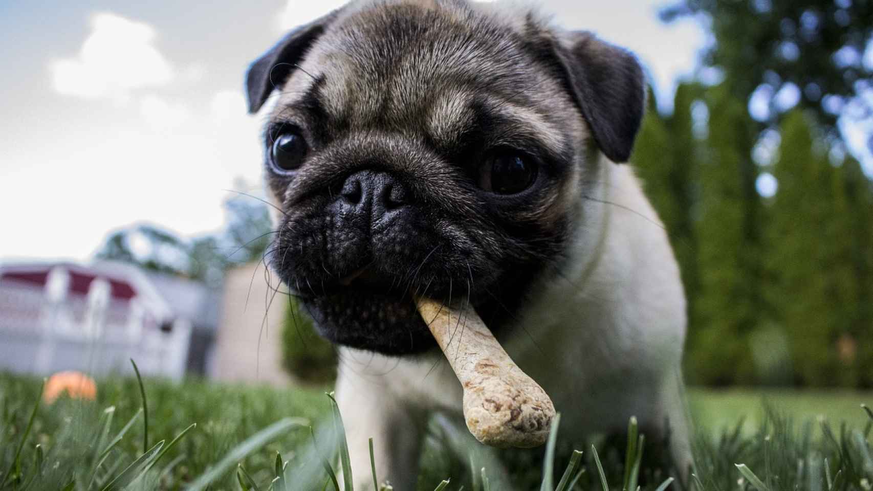 alimentos prohibidos para los perros no compartir con tu mascota