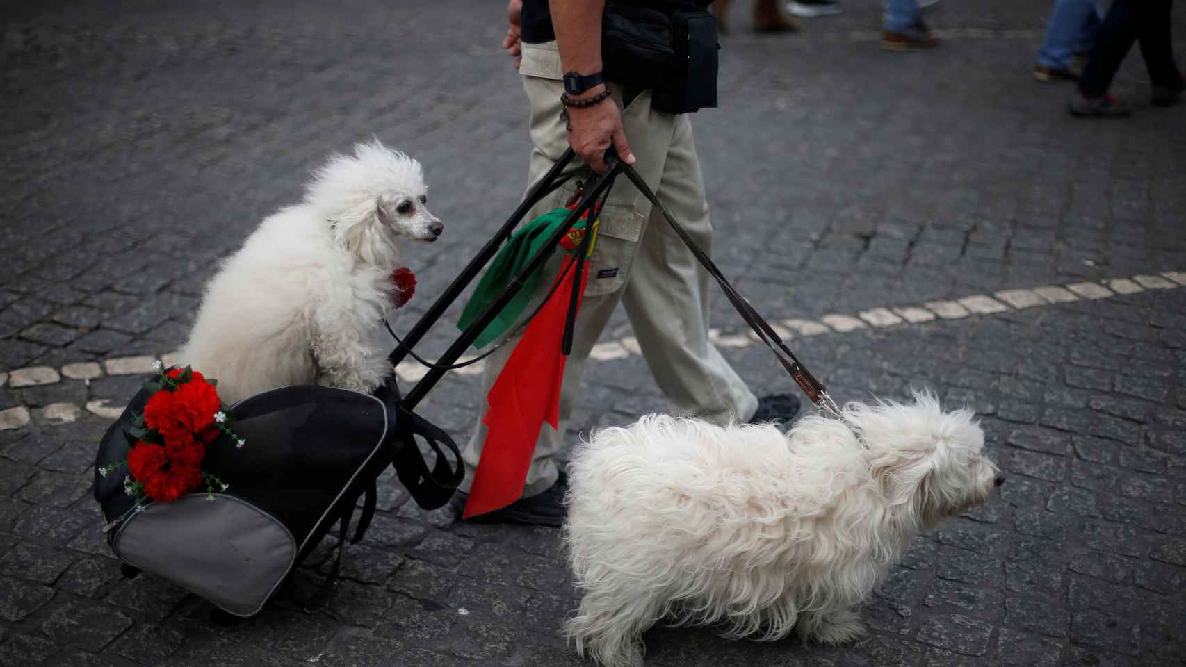 Un hombre pasea con sus perros por Lisboa