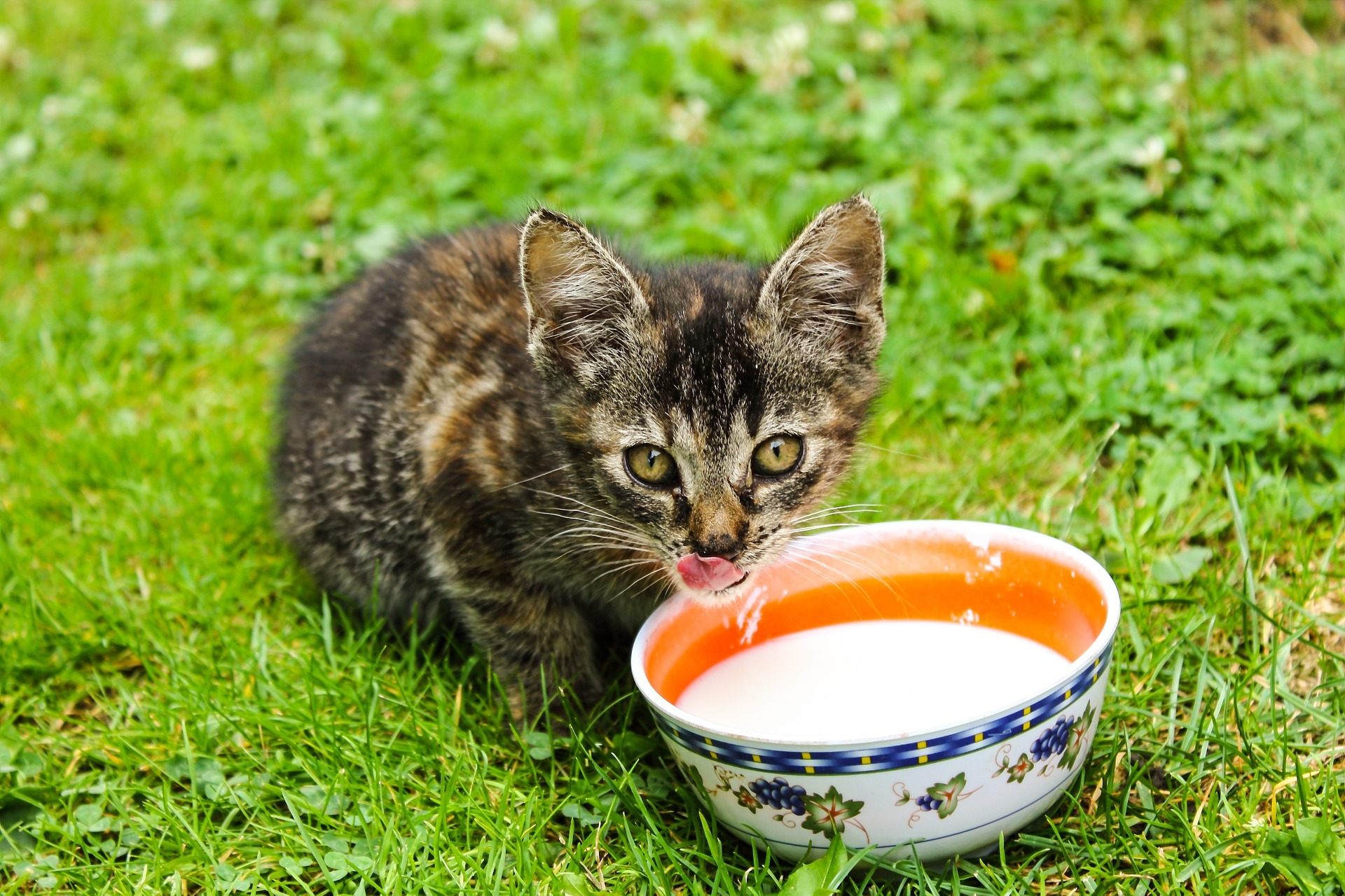 Menagerry Tumba tierra 8 alimentos prohibidos para gatos que no debes compartir con tu minino