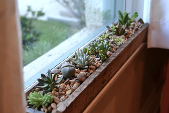 decorar-la-cocina-con-plantas-6