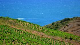 Banyuls