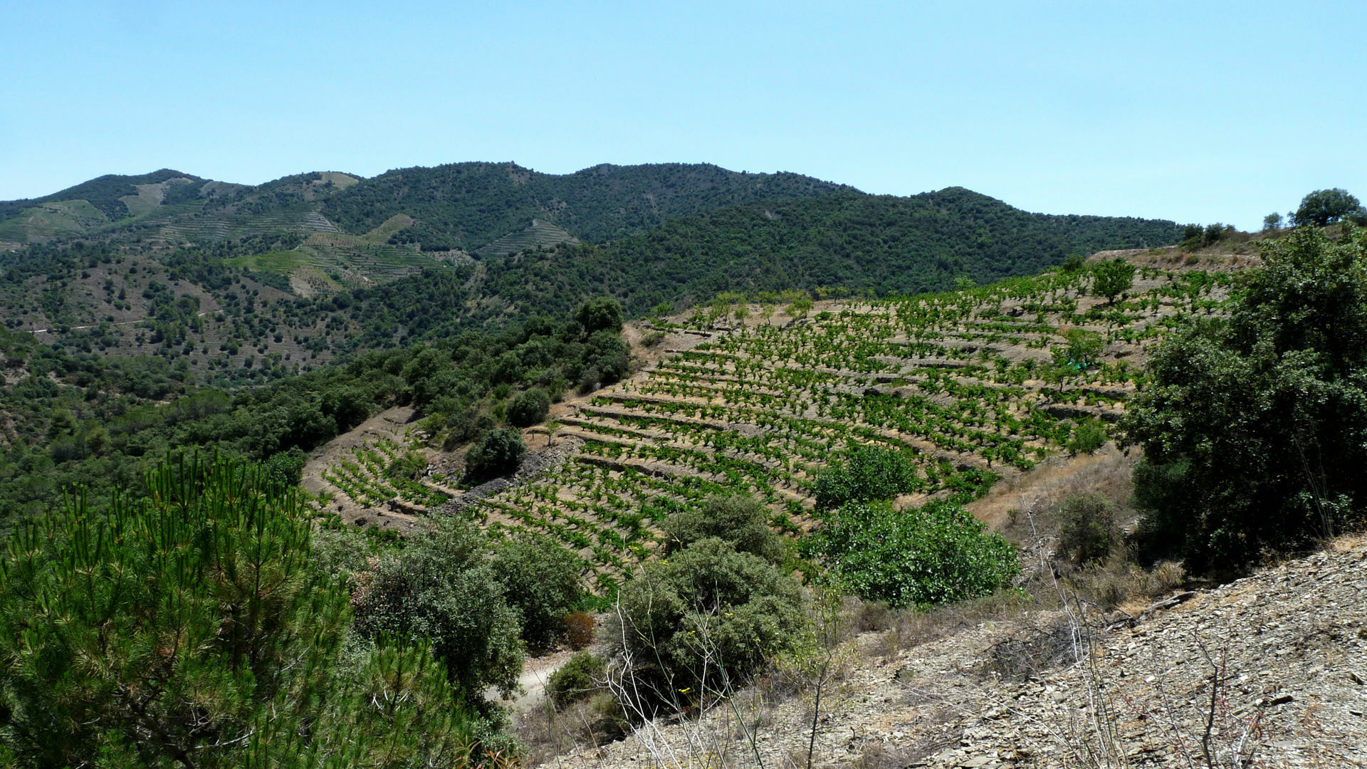 Priorat-Terrazas