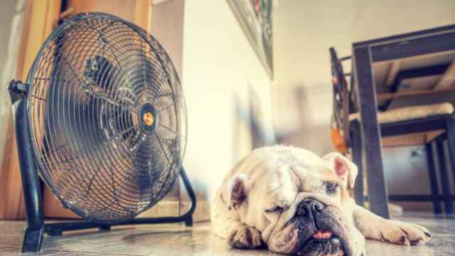 Un perro intenta combatir las altas temperaturas delante de un ventilador.