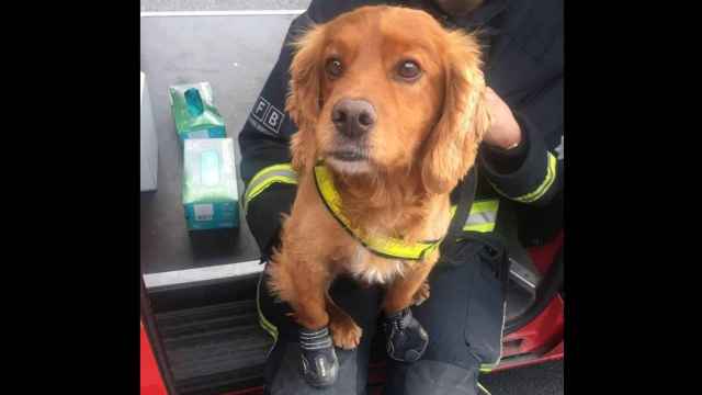 Uno de los perros de rescate que trabaja en la Grenfell Tower.