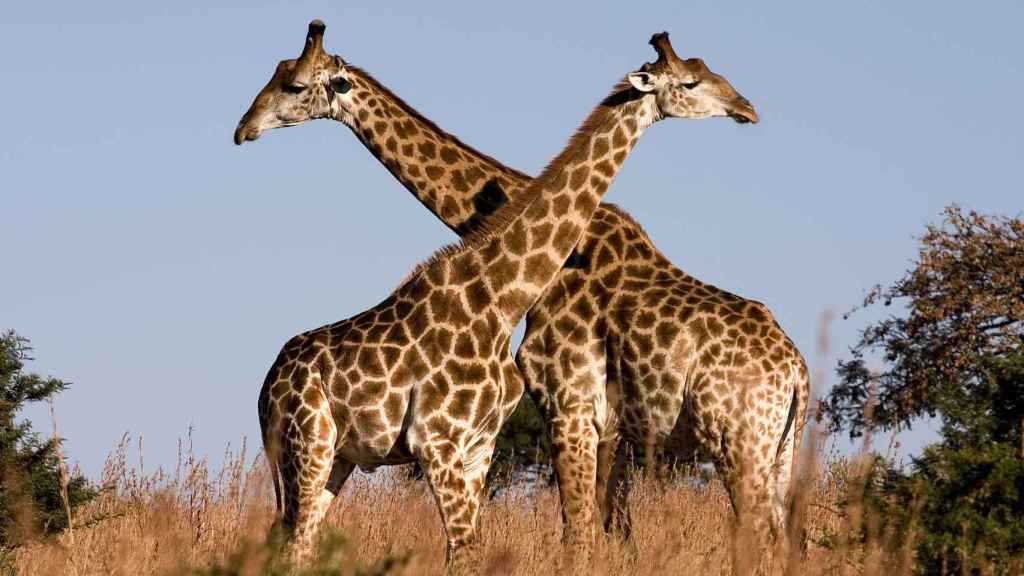 En las jirafas se suelen producir relaciones entre miembros del mismo sexo.