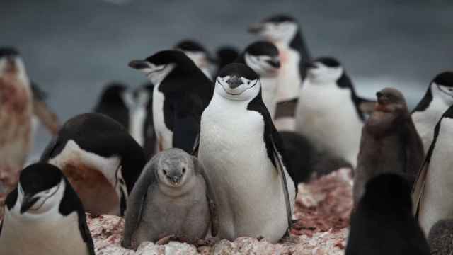Los pingüinos establecen relaciones con una única pareja durante toda su vida