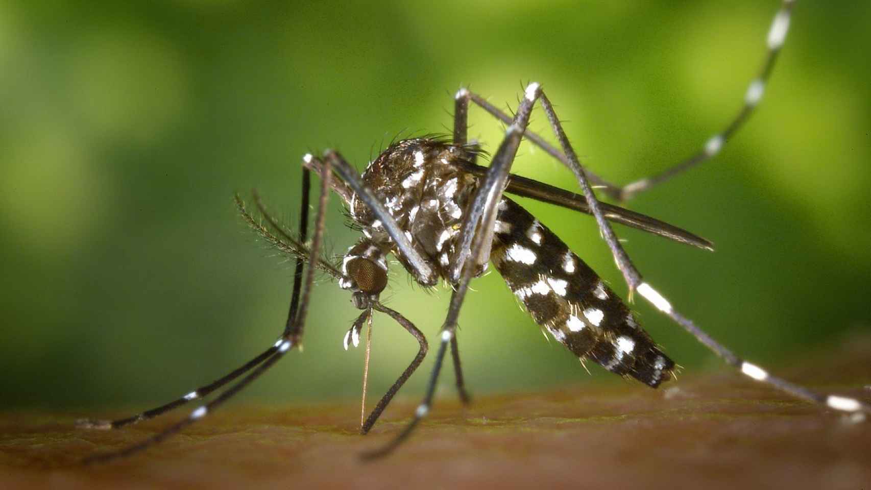 Un mosquito tigre o 'aedes albopictus' picando sobre la piel de un vertebrado.