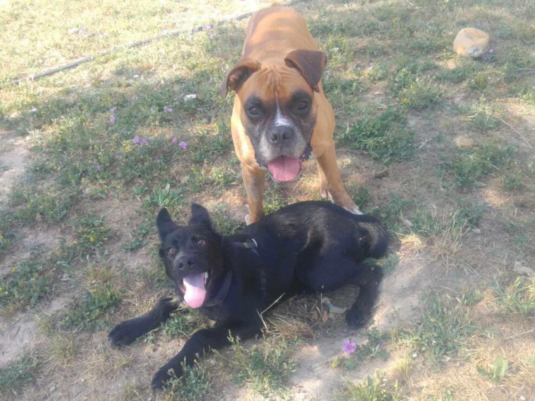 Ali y Black, dos perros abandonados jugando en un parque en Manresa.
