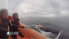Joe Howlett libera a una ballena atrapada en una red en 2016